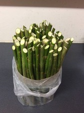 25 Willow Cuttings 12” Long, 20% free, Fast Growing (Hedging, Logs, Windbreak)