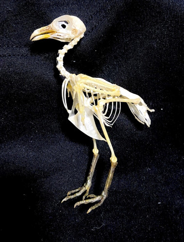 Quail skeleton taxidermy - skeleton.,