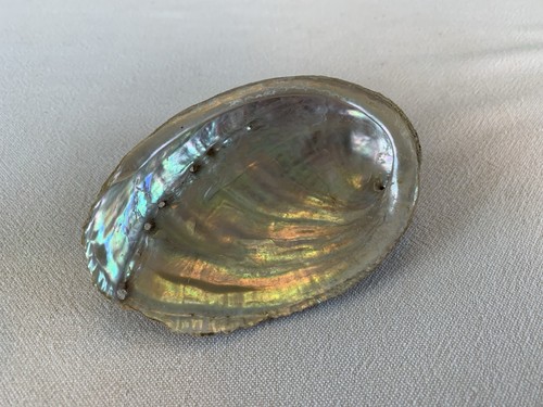 Large natural paua shell - paua,