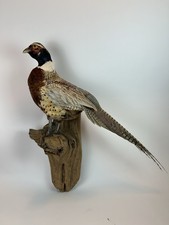 Vintage Ringneck Pheasant