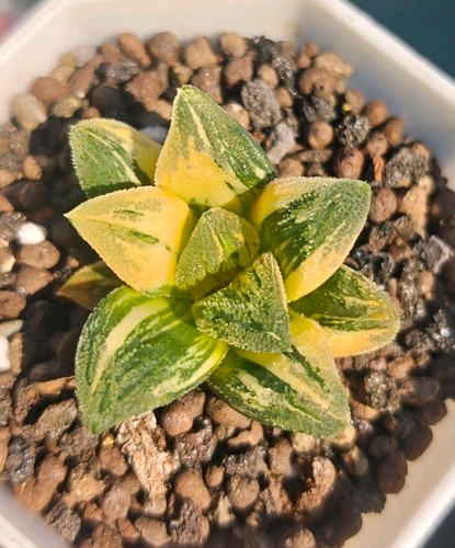 Haworthia pubescens bayer - m.b,
