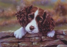 Springer spaniel puppy dog - puppy,