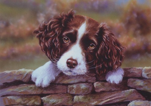 Springer spaniel puppy - springer, pup