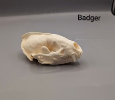 Badger Skull, Skulls, Bones