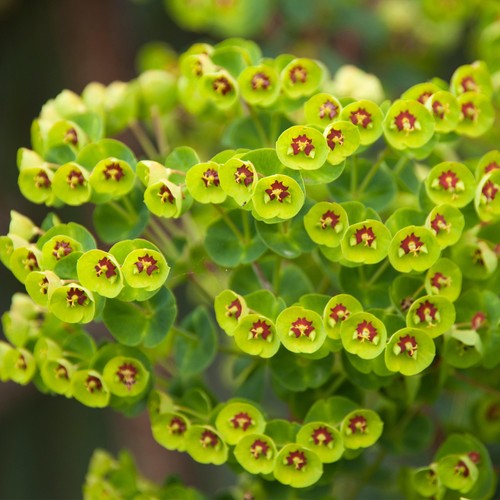 Euphorbia martinii martin s - -, martin's