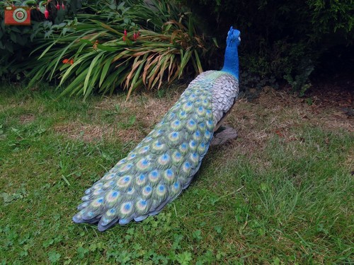 Vivid arts peacock - arts, real