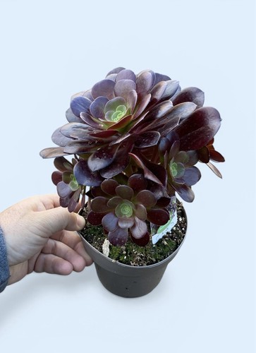Aeonium arboreum plant - aeonium,