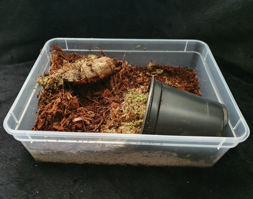 Insectsdirect giant african - -,