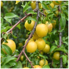 Dwarf Patio Golden Gage 'Oullins' Plum Tree Self-Fertile Sweet Honey Flavour