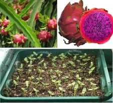 Dragon Fruit seeds (Purple