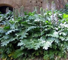Acanthus mollis Bears Breeches