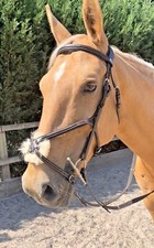 GRACKLE BRIDLE FIGURE 8 FOR JUMPING DRESSAGE  BLACK BROWN LEATHER FULL COB XFULL