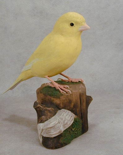 Border fancy canary - border,