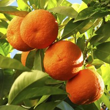 Large Citrus Orange Tree