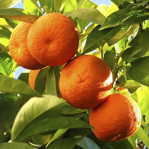 Large citrus orange tree - orange,
