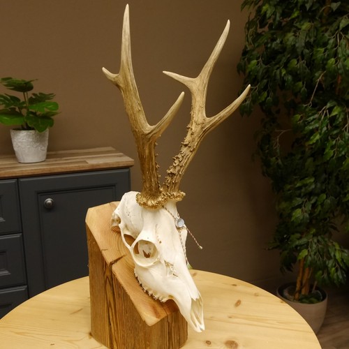 Current weight fallow - fallow, deer