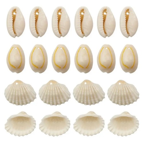Cowrie scallop shell 100pcs - cowrie+scallop,