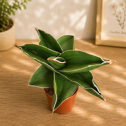 Rare sansevieria samurai dwarf - rare,