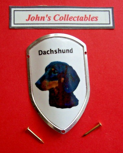 Dachshund walking - dachshund, walking/