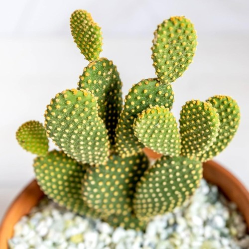 Opuntia microdasys bunny ears - bunny,
