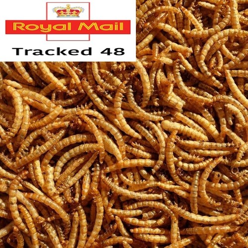 Juicy dried mealworms wild - juicy,