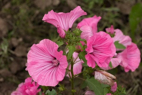 Lavatera seeds tree - 30, seeds,