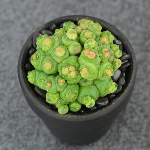 6cm succulent cactus - 6cm,