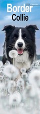 Border Collie Slim 2026