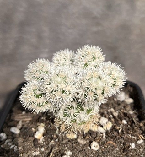 Mammillaria vetula gracilis - mammillaria,