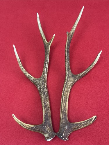 Pair sika deer antlers - of,