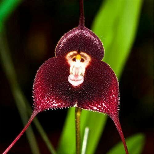 Seeds orchid in - seeds, of