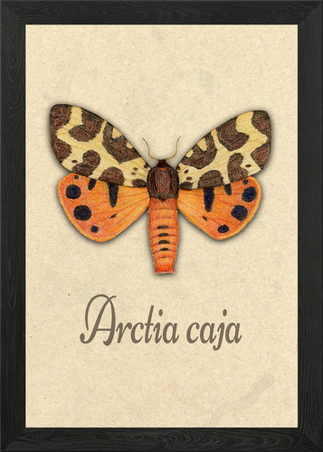 Garden tiger moth framed - tiger, wall