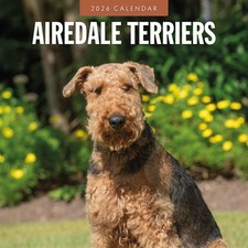 Airedale Terriers 2026 Square Wall Calendar
