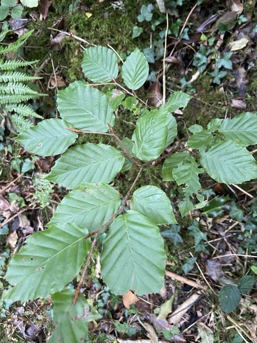 European beech seedling - european,
