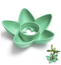 Avocado tree growing kit