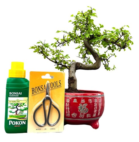 Chinese elm bonsai tree all - chinese,