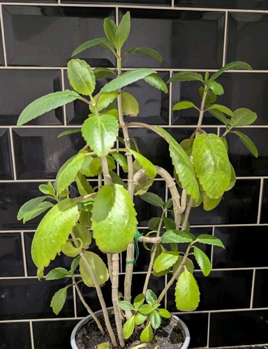 Miracle leaf bryophyllum - miracle,