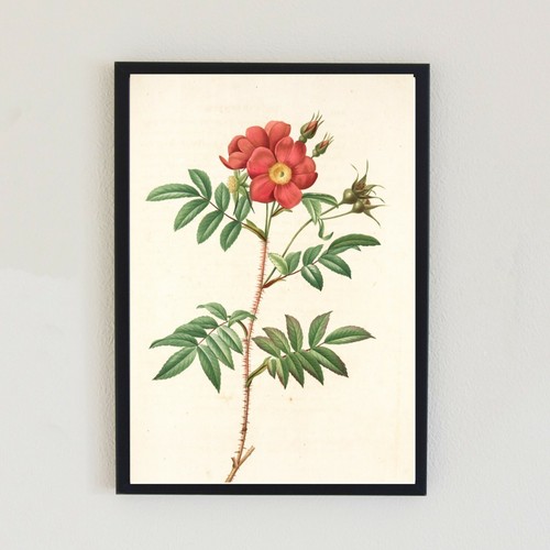 Botanical vintage illustration - vintage,