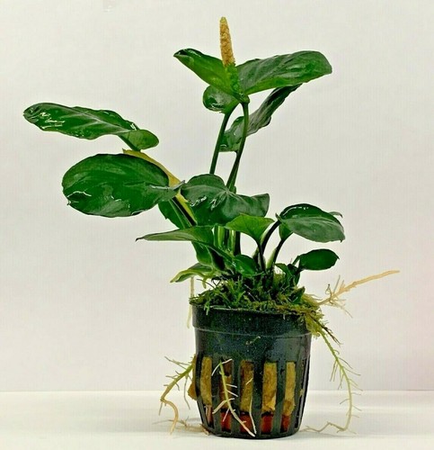 Anubias 5cm potted live - 5cm,