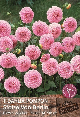 Dahlia pom stolze - pom, von