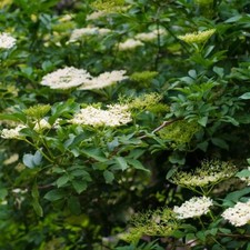 Elderberry Hedging Hardy