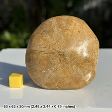 Pygurus Urchin Echinoid Fossil – Jurassic Sea Urchin – Madagascar – Genuine