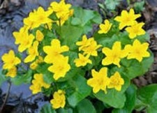 Marsh Marigolds Caltha