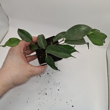 Ficus Benjamina Starter Plant