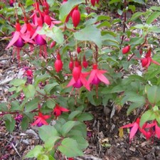 Fuchsia Mrs Popple Flowering Upright Hardy Deciduous Garden Shrub in Plant Pot