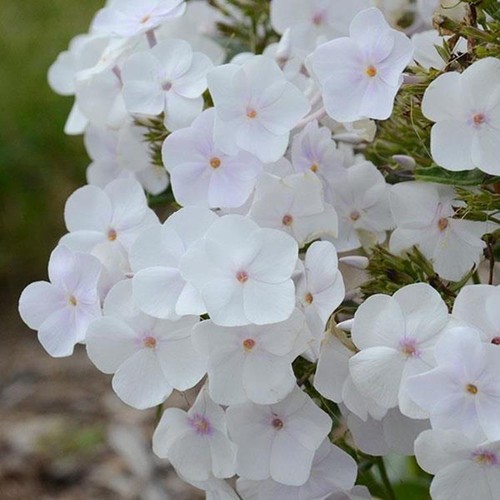 Phlox paniculata fashionably - paniculata,