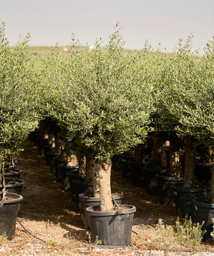 45l mature olive tree olea - 45l,