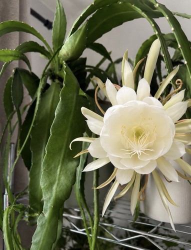Epiphyllum orchid cactus - cactus,