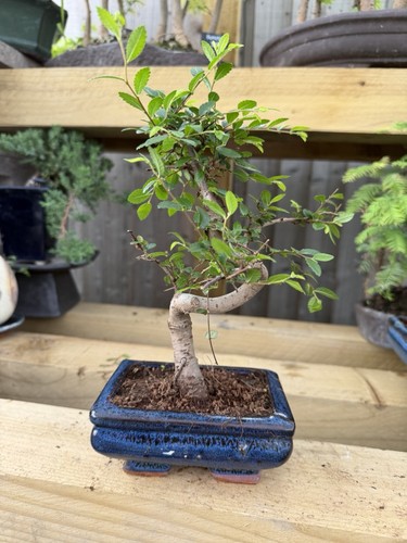 Potted bonsai tree broadleaf - potted,