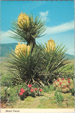 Postcard. Desert Yucca